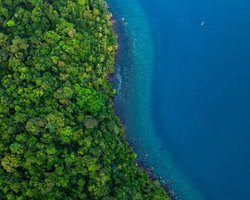 Земные леса неуклонно ползут на север: названо то, что обращает их в бегство