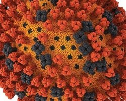 Ученые вывели новый вирус, скрестив птичий и свиной грипп