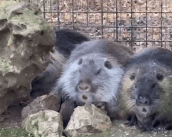 Крокодил, носухи и нутрии: оккупанты РФ вывезли из Украины новых животных (видео)