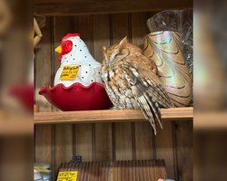 Переплутали з експонатом: сова задрімала просто на полиці антикварного магазину (фото)