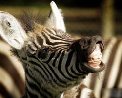 В Киевском зоопарке пополнение: родилась зебра