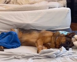 Супруги взяли немецкую овчарку, чтобы та охраняла дом, но есть нюанс (видео)