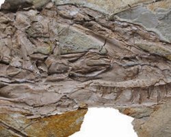 Ученые нашли пернатого родственника тираннозавра