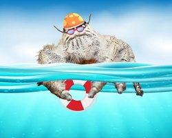 Вода защитит от пауков: ученые рассказали, умеют ли пауки нырять и плавать (видео)