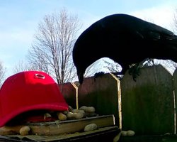 "Якби розуміли людську політику": чоловік навчив ворон нападати на прихильників Трампа