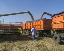 Урожай 2023: грозит ли украинцам дефицит зерновых из-за событий на Каховской ГЭС