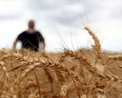 Россия спровоцировала резкое подорожание пшеницы после удара по порту Рени, — Bloomberg