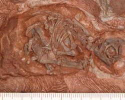 Найдена самая древняя кладка яиц динозавров