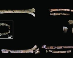 Дивні руки: виявлено найповніший скелет предка людини, який жив 2 млн років тому (фото)