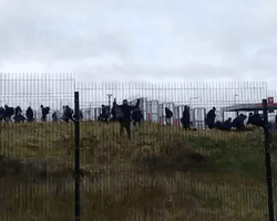 Десятки беженцев прорвались в Польшу со стороны Беларуси (видео)