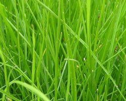 Шведские полицейские приняли газонную траву за наркотик