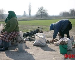 Азаров требует продавать в центре Киева картошку и зелень