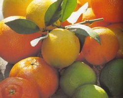 Эпидемия: Киев отправил в Ивано-Франковск две тонны цитрусовых и полтонны лекарств