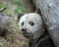 Самый страшный хищник на Земле: действительно ли этот титул принадлежит человеку