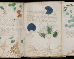 Искал развлечение и нашел разгадку тайны XV века: журналист приблизился к правде о Рукописи Войнича