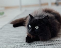 Владелец придумал себе цели на 2026 год: то, что сделал его кот, покорило сеть (фото)