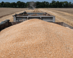 Польша продлит запрет на импорт украинского зерна: в Украине отреагировали