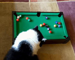 Чотирилапий профі: кіт показав майстер-клас з гри на мінібільярдному столі (відео)