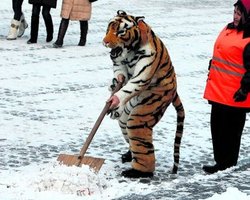 Деньги на уборку снега и льда в Киеве пропали, - БЮТ