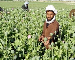 В США объяснили, почему не уничтожают наркопосевы в Афганистане