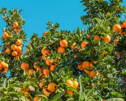 Популярный продукт может исчезнуть с полок: кризис цитрусовой индустрии уже начался, — СМИ