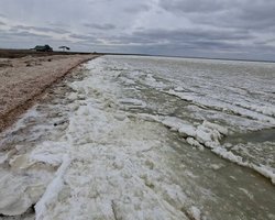 Сильне забруднення моря: науковці фіксують нові плями на воді та масову загибель крабів (фото)