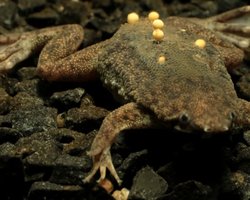 Настоящий кошмар для людей: распространенное явление превращает жабу в нечто ужасное