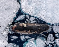 Відчайдушний крок: самку білого ведмедя зняли, коли вона намагалася відгризти шматочок від кита (фото)