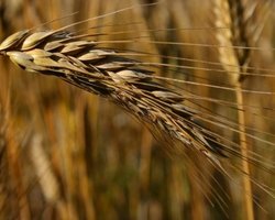 Украина будет поставлять в РФ фуражное зерно в обмен на пшеницу