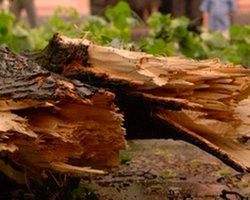 В Белой Церкви дерево убило человека, трое травмированы