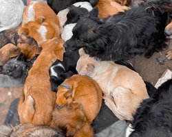 600 собак и волонтеры оказались в ловушке в оккупированном Херсоне