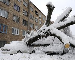 В Киеве убрано 80% сломанных ненастьем деревьев, - Киевзеленстрой