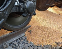 "Очередная политическая провокация": рассыпанное поляками зерно направлялось в Германию, — Укрзализныця