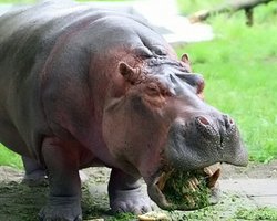 Животным в Киевском зоопарке дают гнилые продукты, - СМИ