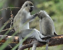В Киевском зоопарке родилась зеленая мартышка