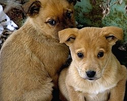  Кабмин введет новый налог: украинцы будут платить за содержание бездомных животных