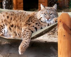 Рись Степан з київського зоопарку став зіркою мережі (фото)