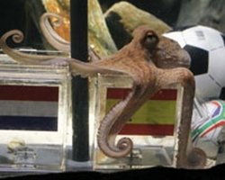 Осьминог назвал чемпиона мира по футболу