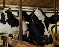 Підвищення тарифів на світло 2026: як це вплине на агросектор та промисловість — експерт