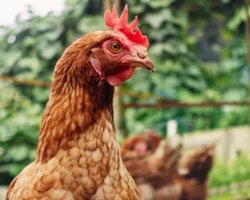 Чи справді курка може бігати без відрубаної голови: відповідь учених може здивувати