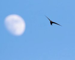 Як довго птахи можуть не торкатися землі: названо вид, здатний літати без перепочинку 10 місяців