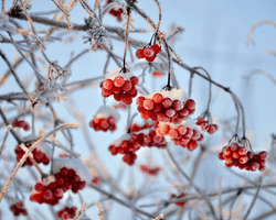 Морозы до -20 и гололедица: какой будет погода в Украине в январе (карта)