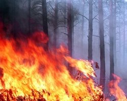 В Луганской области – новый очаг возгорания. Спасатели сдерживают пожар.