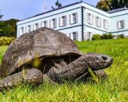 Знаменита 193-річна черепаха Джонатан була втягнута в грошову аферу