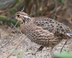 Земля постійно втрачає тепло: знайдено несподіваний шлях, яким енергія витікає в космос (фото)
