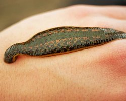 Найдавніша п'явка на Землі не мала нічого спільного із сучасними кровопивцями: якою вона була (фото)