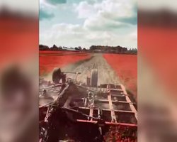 Скандал із фотосесіями в маках: фермер пояснив, чому переорав популярне поле на Львівщині (відео)