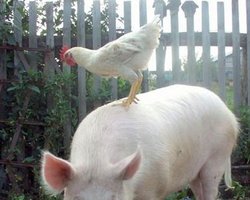 Скрещивание свиного и птичьего гриппа приведет к катастрофе, - российские врачи