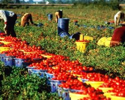 Кабмин поможет с организацией чартеров для заробитчан в Финляндию, – Пристайко