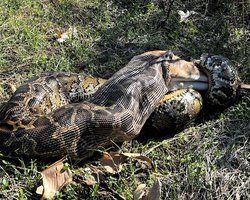 Названо вид, який наполегливо продовжує еволюціонувати в канібалів: навіщо йому це